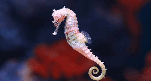 How to Install Seahorse Encryption on Ubuntu